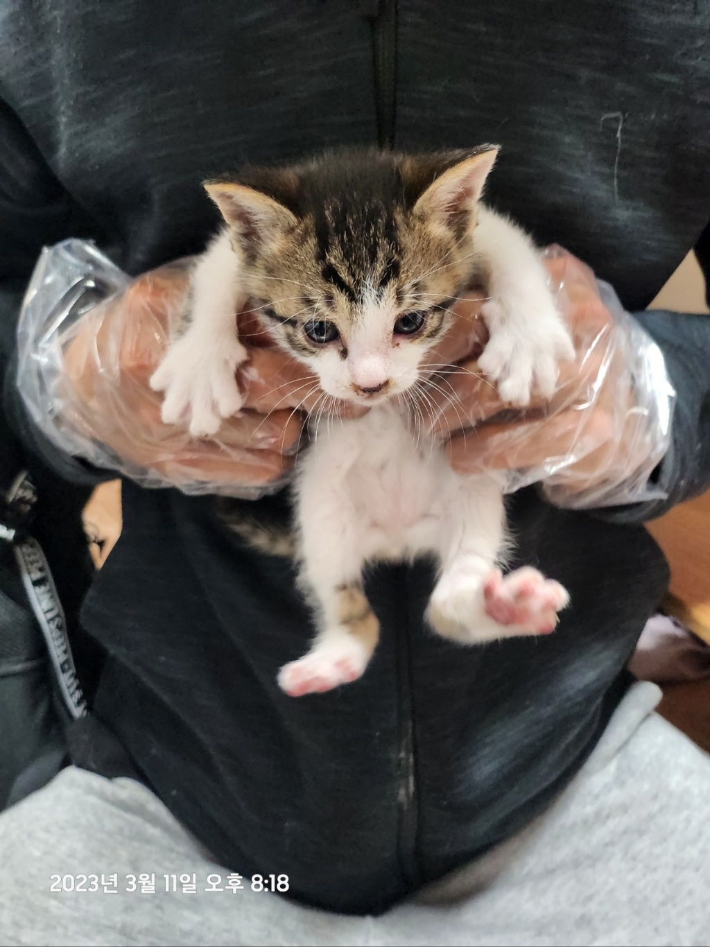 울산유기동물보호센터_431371202300101