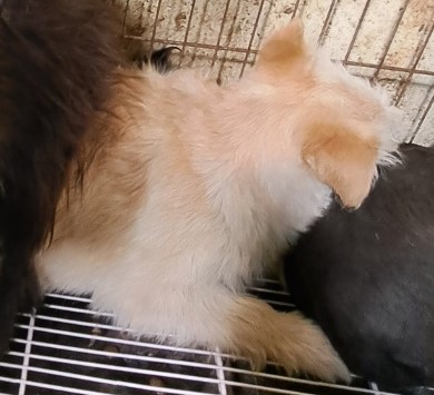 종료(자연사) 믹스…