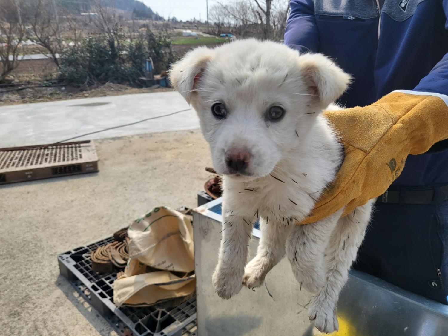 고흥군임시보호센터_446488202300062