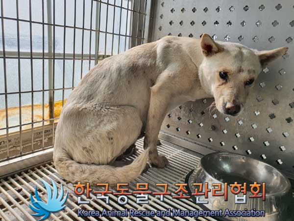 종료(안락사) 믹스…