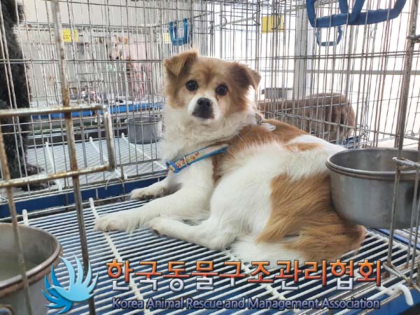 한국동물구조관리협회_411305202300047