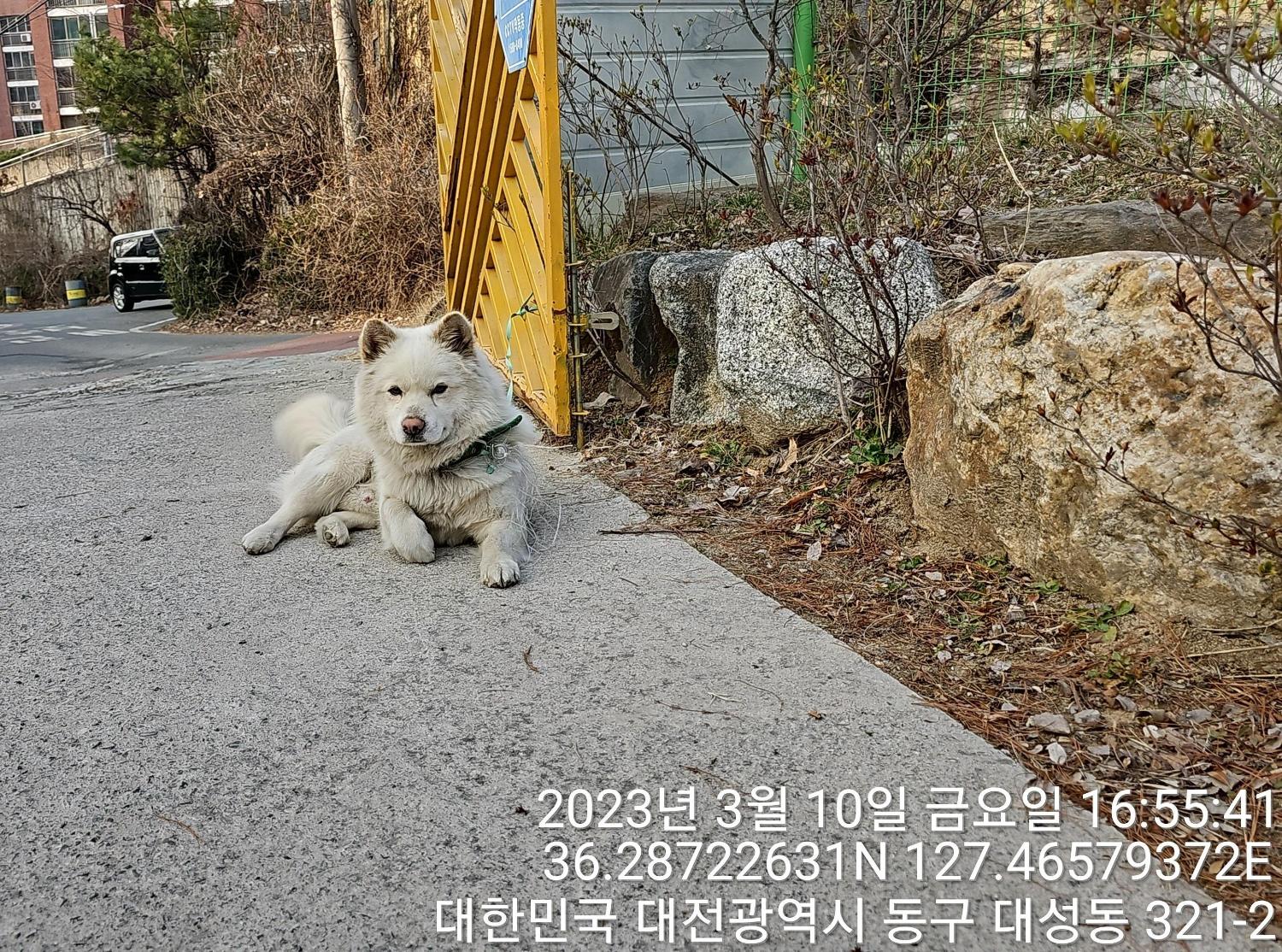 보호중 믹스견의 가…