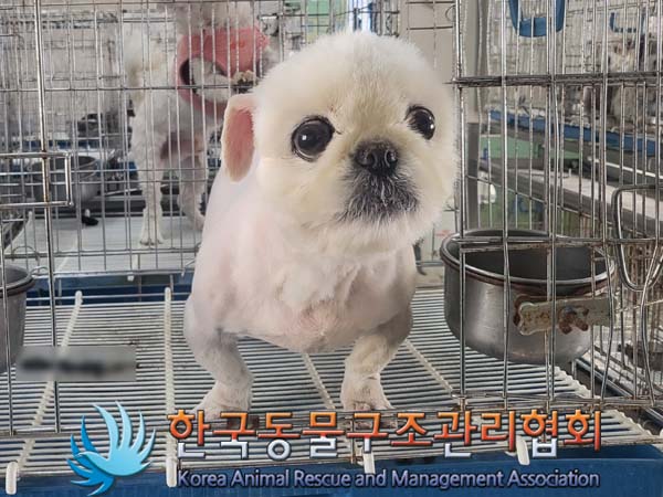 한국동물구조관리협회_411316202300080