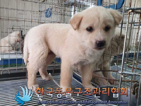 한국동물구조관리협회_441409202300291