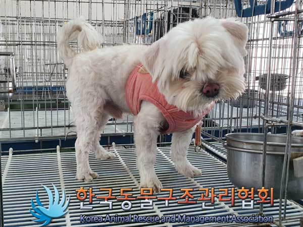 한국동물구조관리협회_411309202300071