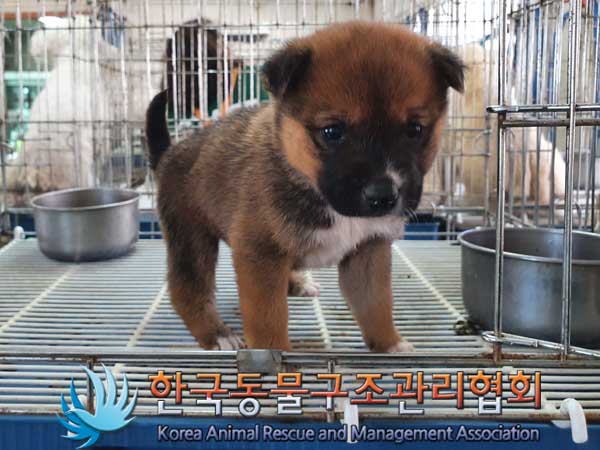 한국동물구조관리협회_441409202300285