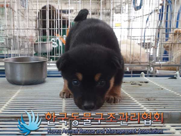 한국동물구조관리협회_441409202300284