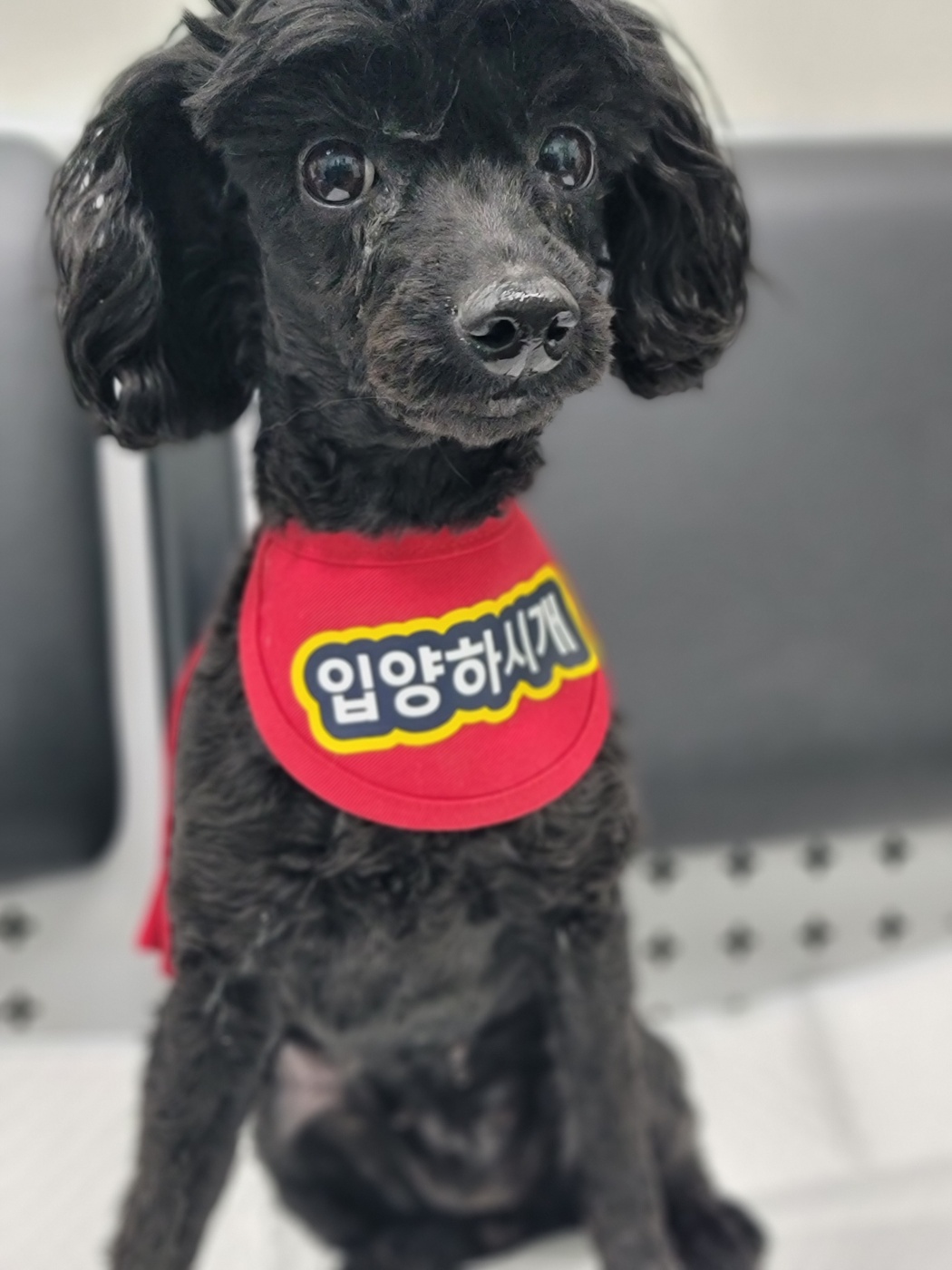 보호중 푸들의 가족…