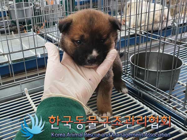 한국동물구조관리협회_441409202300282
