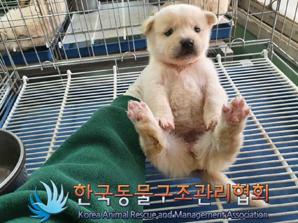 한국동물구조관리협회_441409202300281
