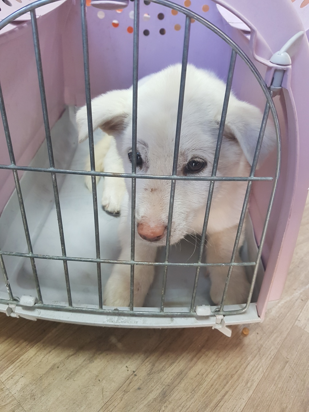 종합가축병원_447512202300170