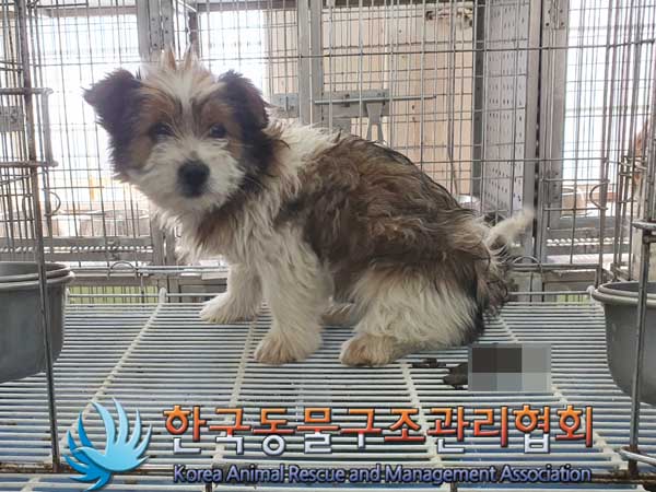 한국동물구조관리협회_441560202300218