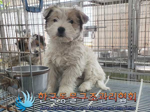 한국동물구조관리협회_441560202300219
