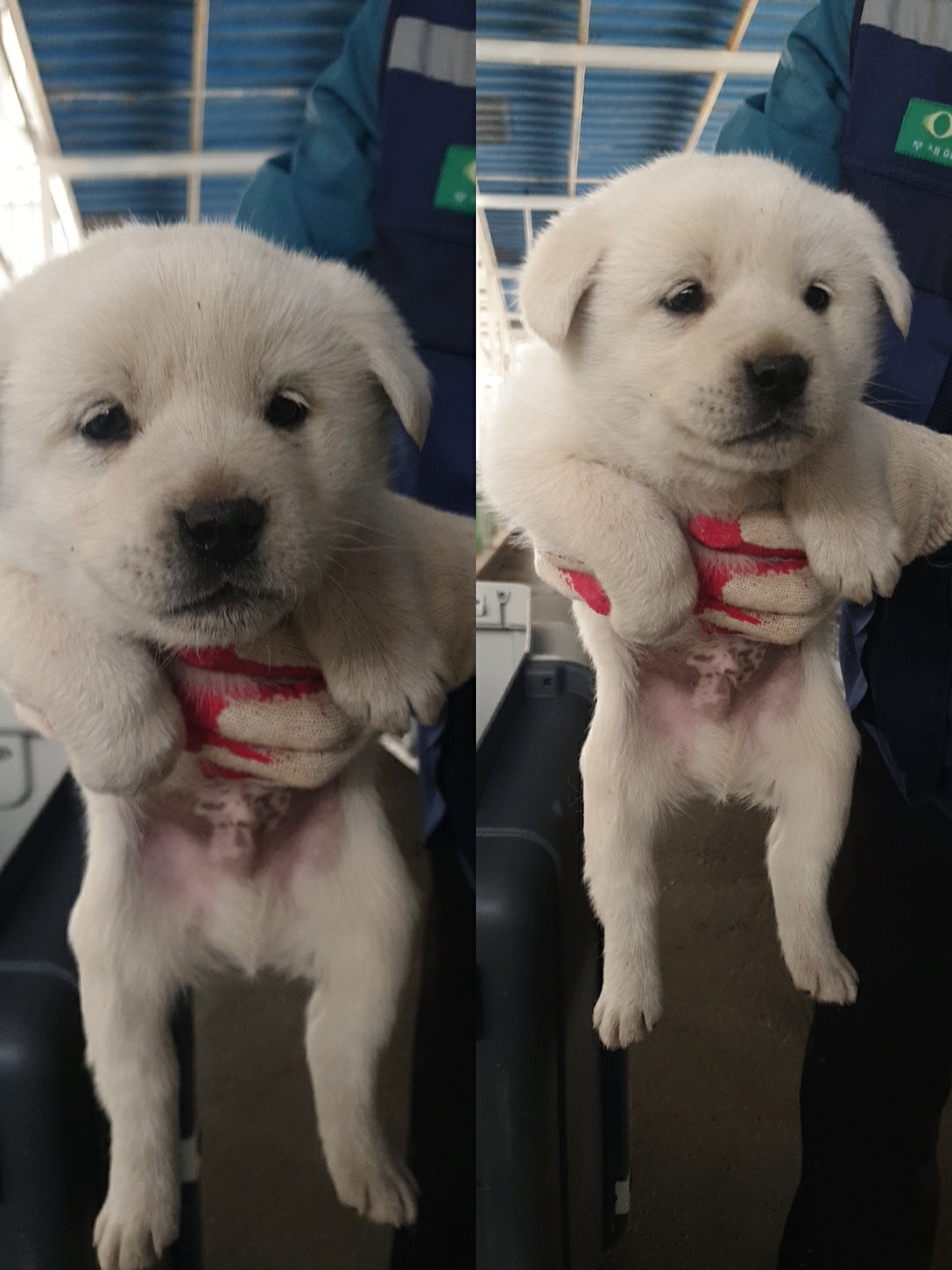 남양동물보호센터_441553202300386