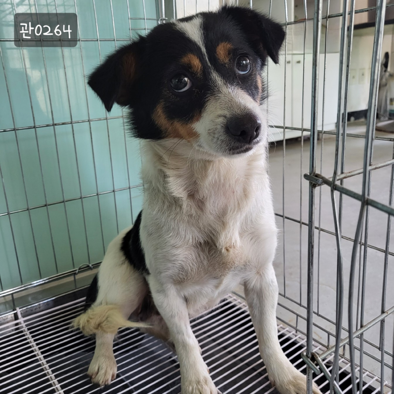 종료(입양) 믹스견…