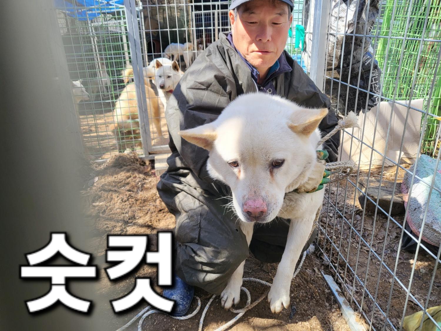 종료(반환) 진도견…