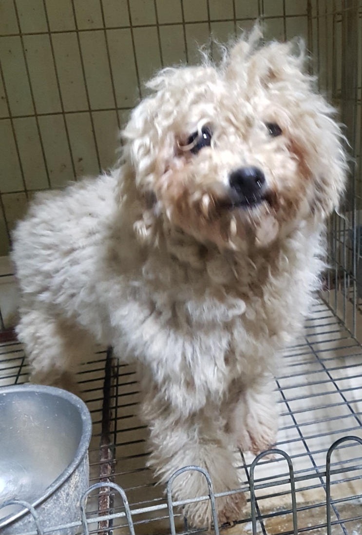 평택시유기동물보호소_441391202300399
