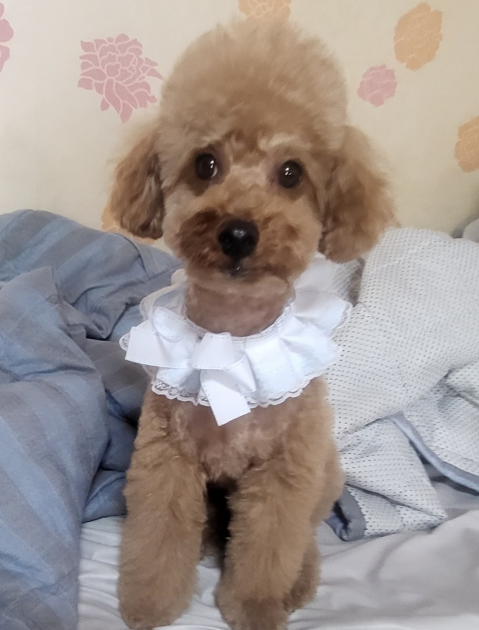 김천시 동물보호센터_447506202300043