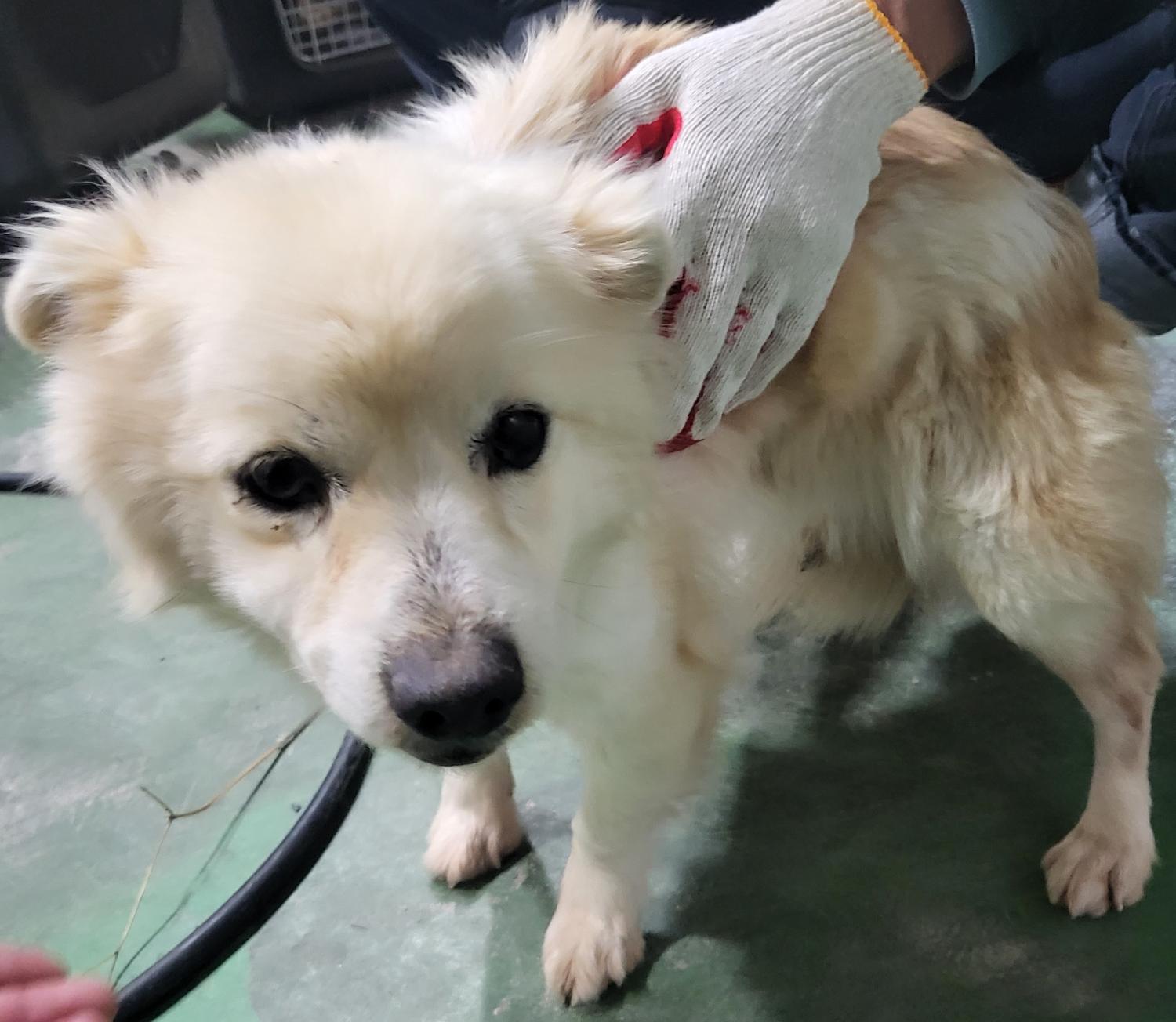 종료(안락사) 믹스…