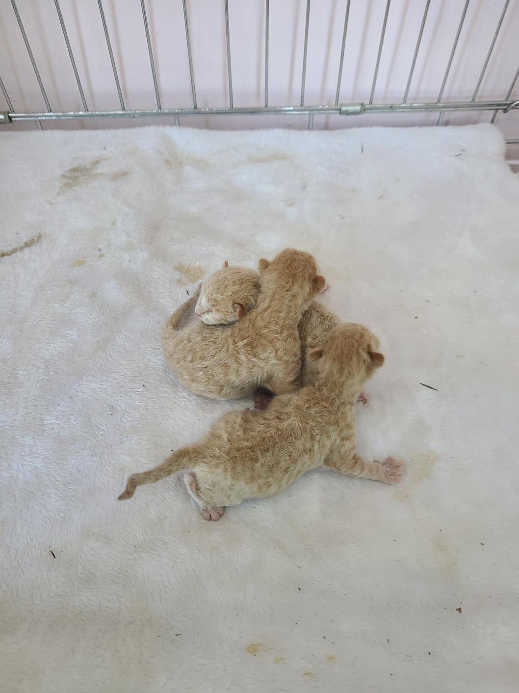 종료(자연사) 한국…