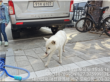 대전동물보호센터_430366202300063