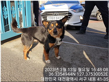 대전동물보호센터_430366202300064