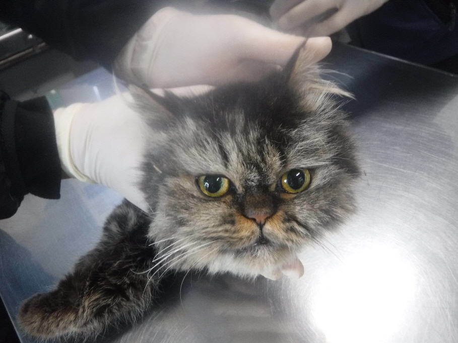 제주 동물보호센터_450650202300780