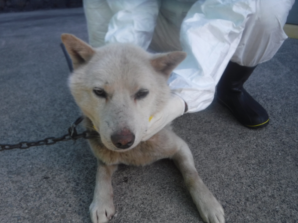 제주 동물보호센터_450650202300770