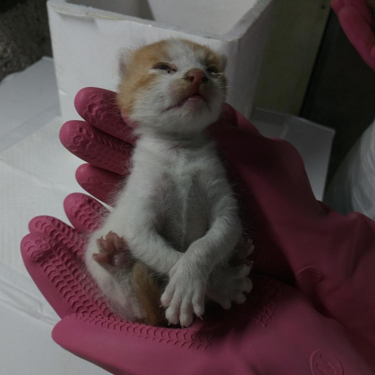 인천광역시수의사회_428352202300035