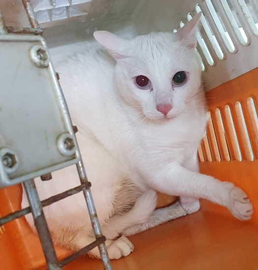 펫앤쉘터동물병원_441378202300135