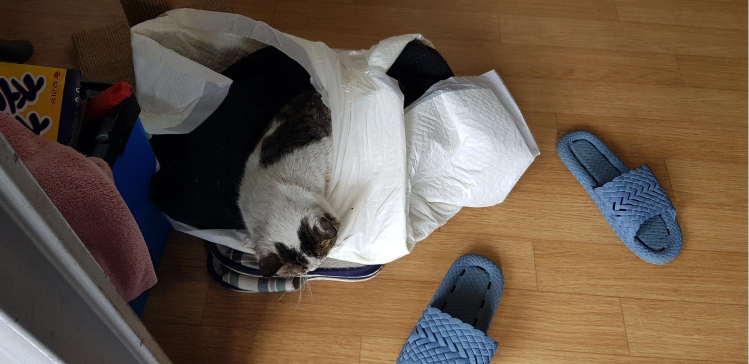 종료(자연사) 한국…