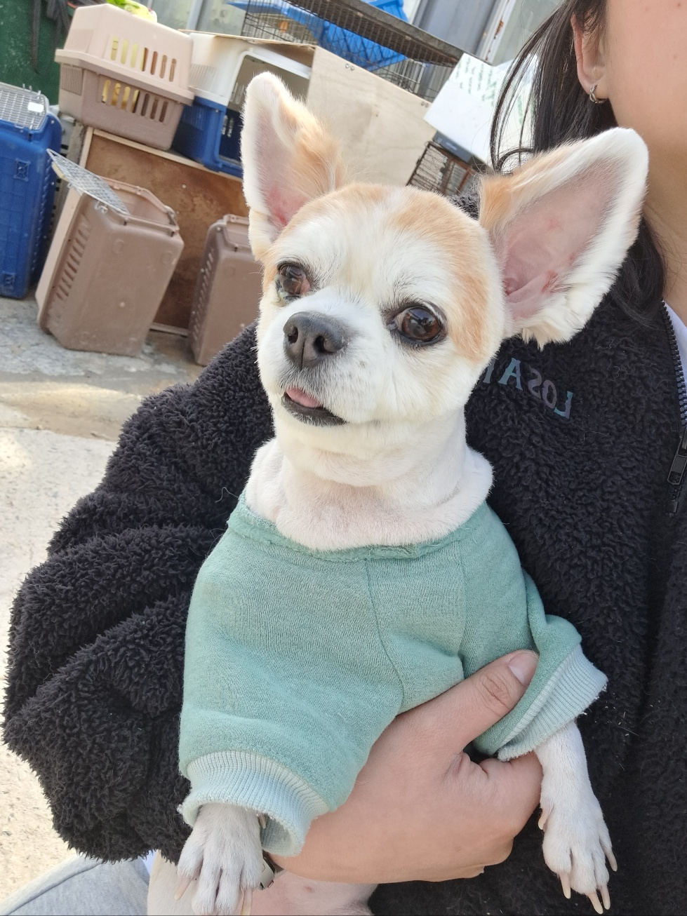 보호중 포메라니안의…