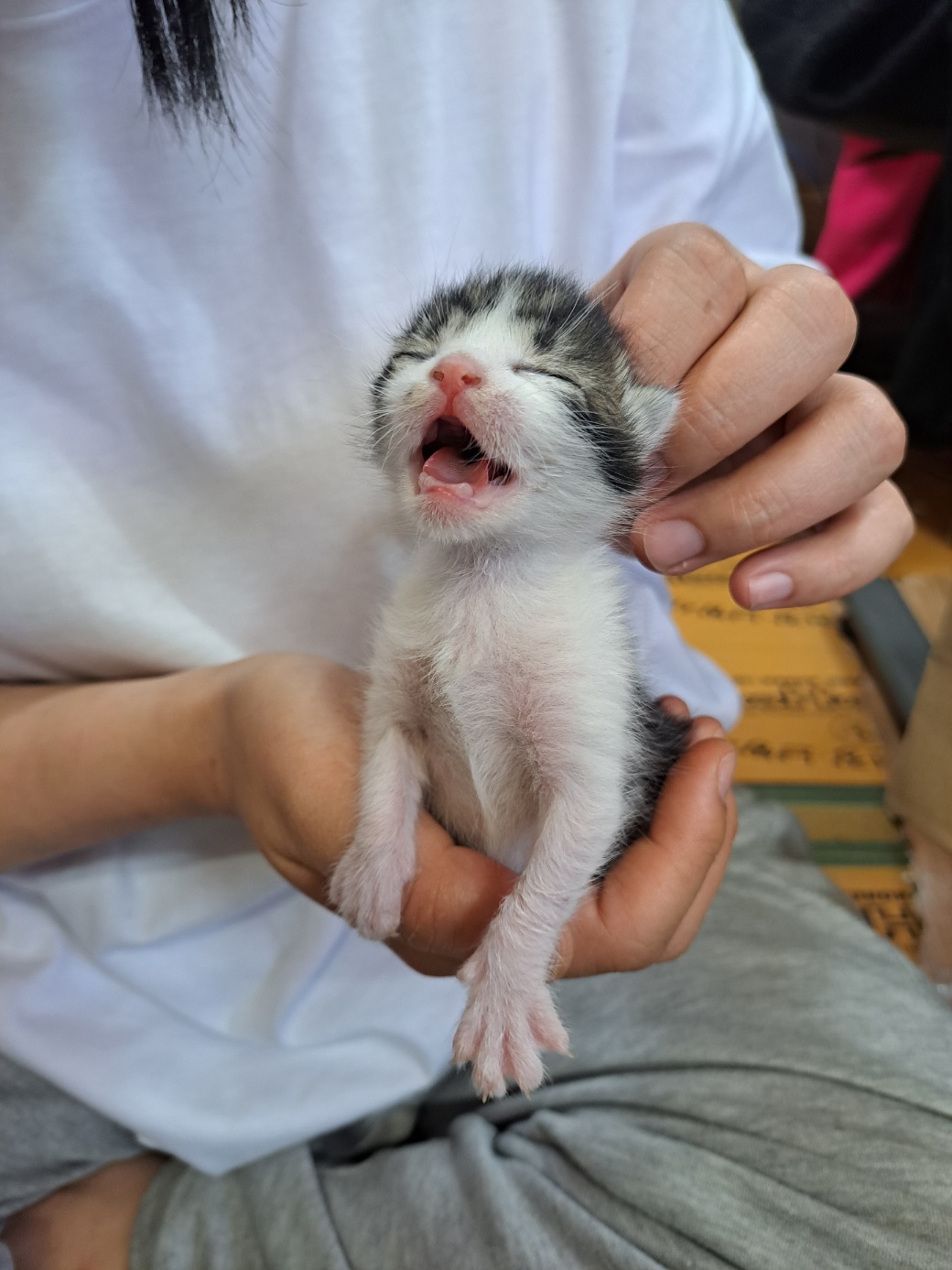 울산유기동물보호센터_431373202300184