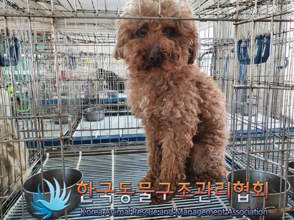 종료(안락사) 푸들…
