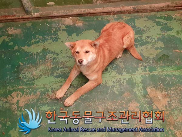 한국동물구조관리협회_441414202300106