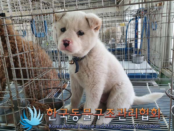 한국동물구조관리협회_441559202300101
