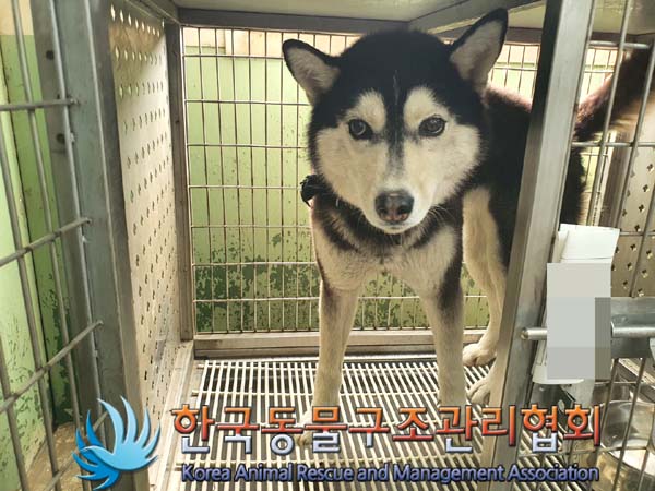한국동물구조관리협회_441560202300230