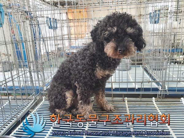 한국동물구조관리협회_411306202300173