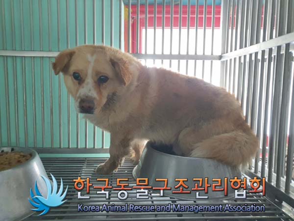 한국동물구조관리협회_441414202300107