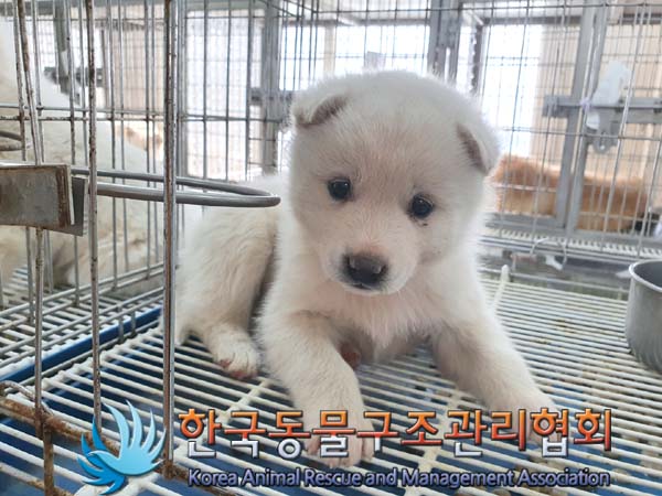 한국동물구조관리협회_441560202300221