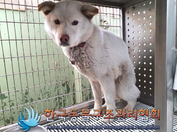 종료(반환) 믹스견…