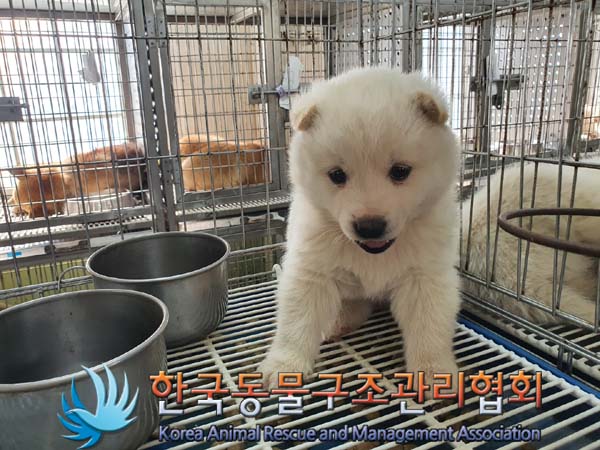 한국동물구조관리협회_441560202300220