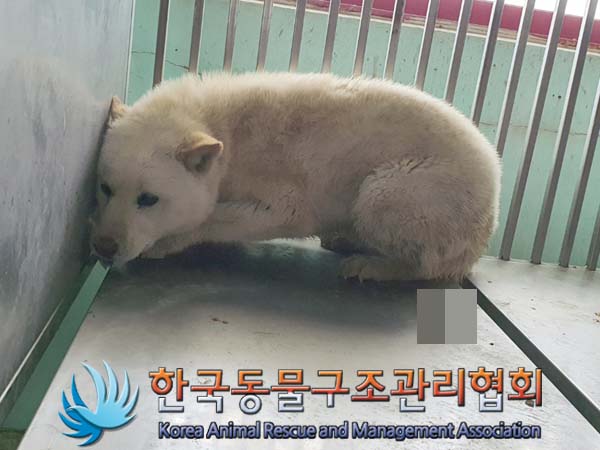 한국동물구조관리협회_441414202300108