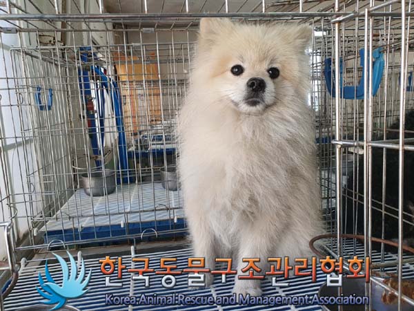 보호중 포메라니안의…