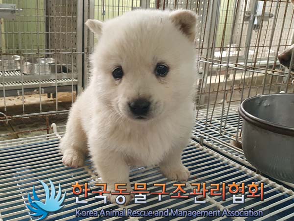 한국동물구조관리협회_441560202300225