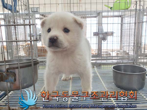 한국동물구조관리협회_441560202300222