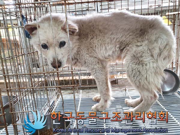 종료(안락사) 믹스…