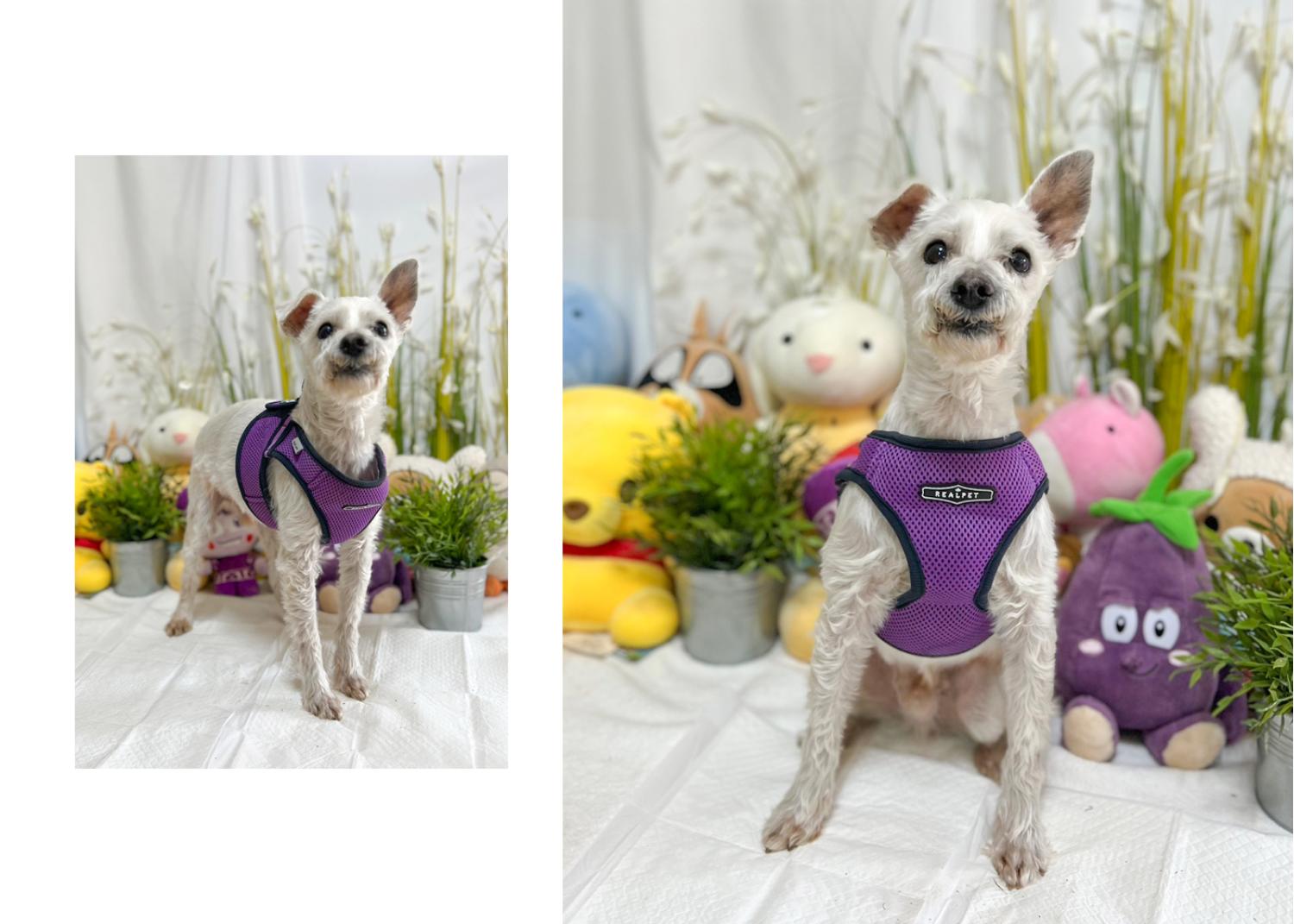 (사)영일동물플러스_447502202300194