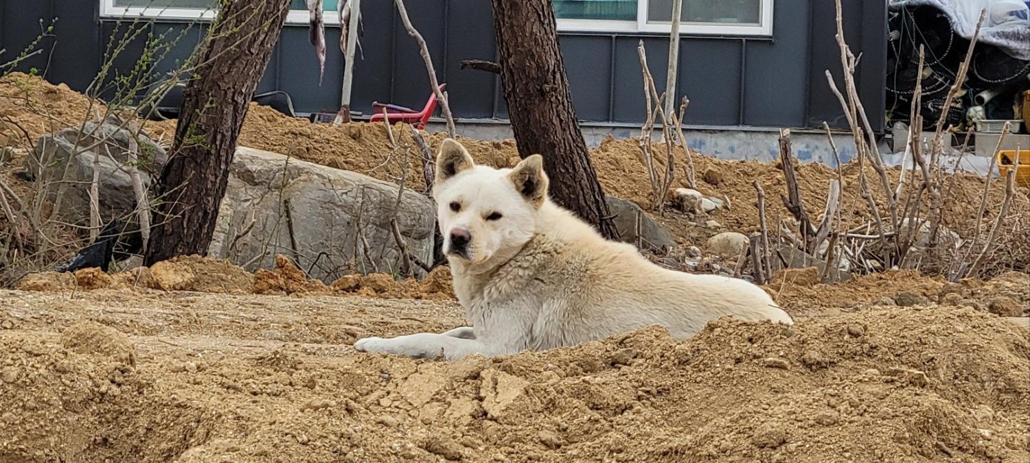 강릉시 동물사랑센터_442420202300106