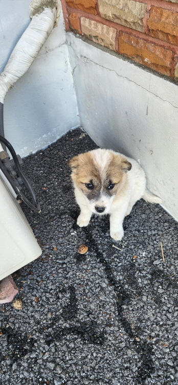 익산유기동물보호소_445468202300291